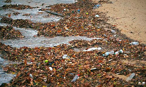 Seaside debris.